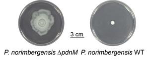 Bacterial swarming on full display