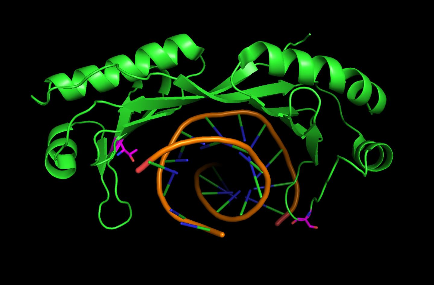 Protein Structure