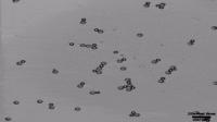 Oil droplet cluster