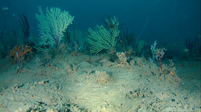 Image 4 of the reef