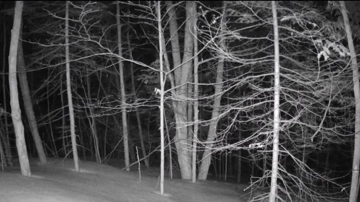 Branch Orientation: A Potential Indicator of Stem Rehydration and Water Stress