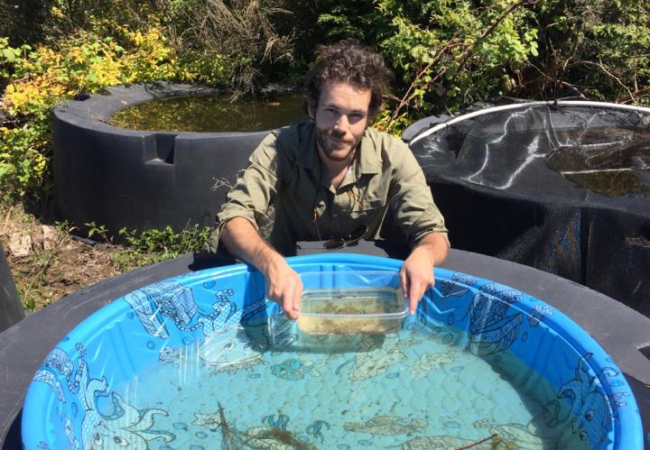 Study Finds Greater Risk of Extinction among High Diversity Amphibian Groups