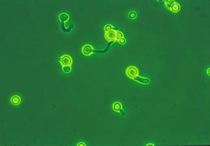 <I>Candida</I>
