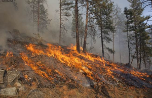 Prescribed burn (1)