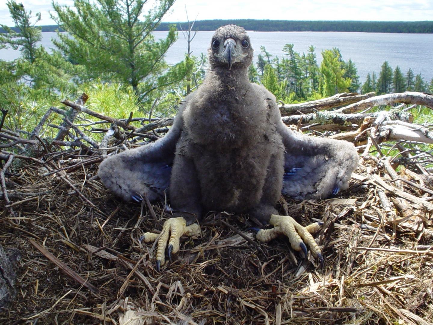 Eaglet