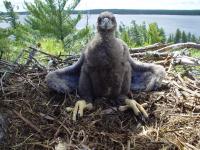 Eaglet