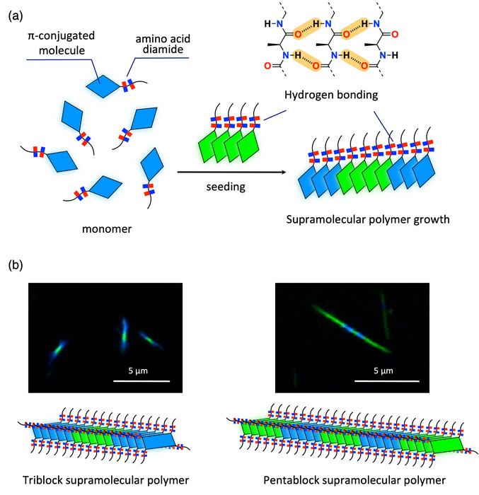 Illustration and imaging of polymerization between different monomers