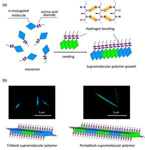 Illustration and imaging of polymerization between different monomers