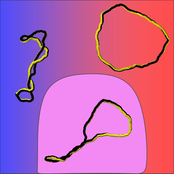 A sketch of the conformations of supercoiled ribbons in dependence of the electric charge.