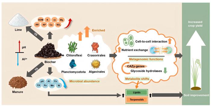 Biochar orchestrates coordinated soil-microbe-metabolite responses in acidifying paddy soils: evidence from a 5-year field study