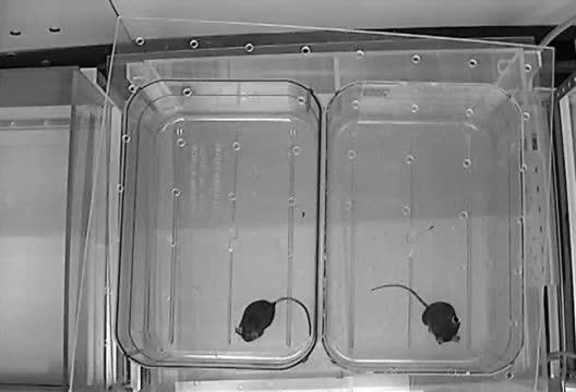 Mouse Model of Autism Offers Insights to Human Patients, Potential Drug Targets