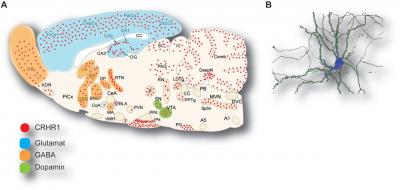 CRHR1 Activity in a Mouse Brain