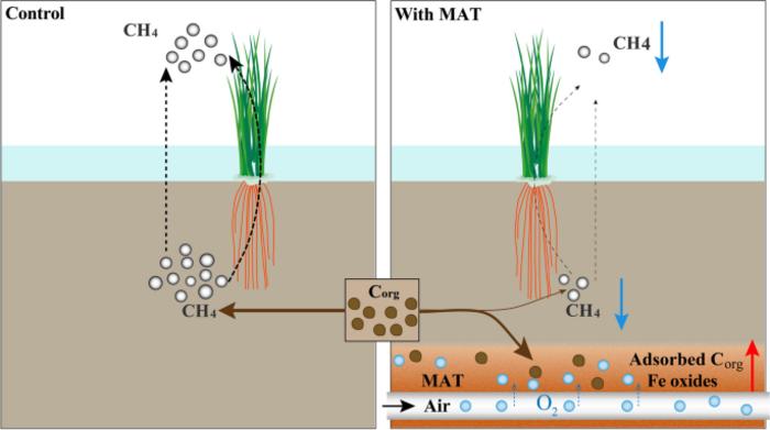 Reduce methane emission from rice paddies by man-made aerenchymatous tissues