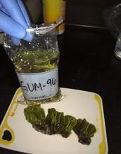 Marine Specimens