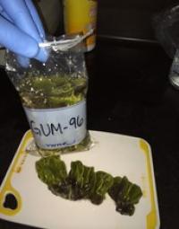 Marine Specimens