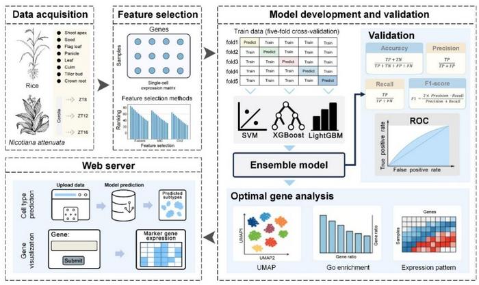 Figure 1 – Workflow of the proposed PhytoCell framework