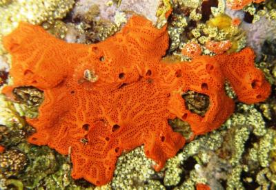 Tunicate <I>Botryllus planus</I>