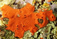 Tunicate <I>Botryllus planus</I>