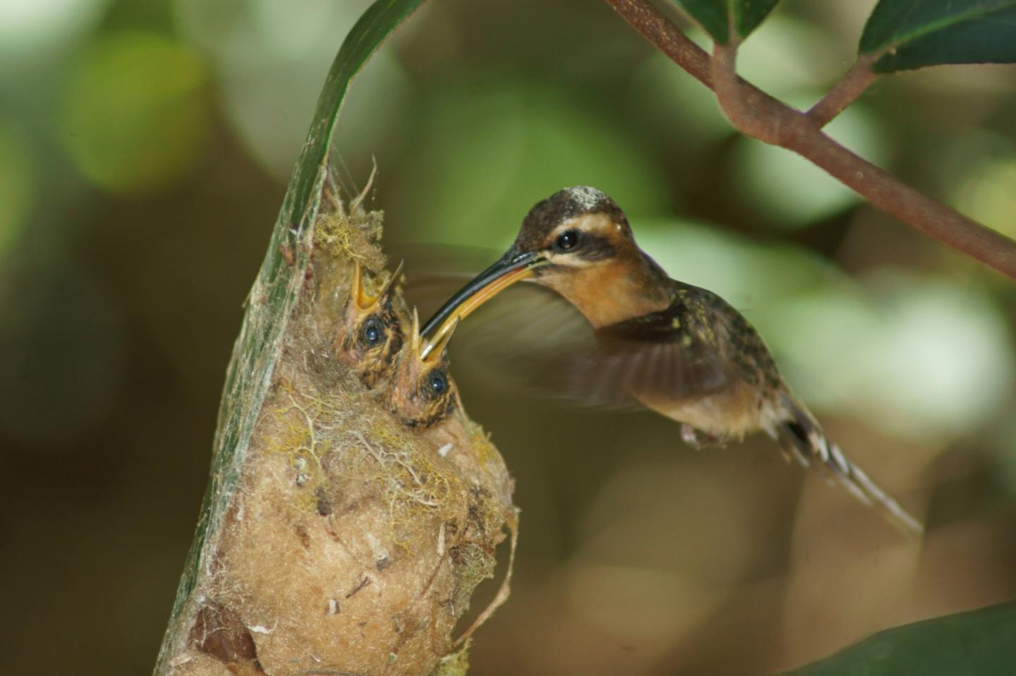 Bye, Bye Birdies -- More Are at Risk of Extinction than Previously Thought (4 of 6)