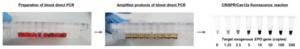[Figure 3] The actual process of blood direct PCR and an example of when they are detected and visually confirmed.