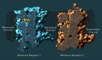 Melatonin Receptors