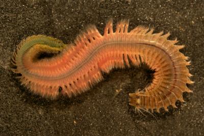 <I>Alitta succinea</I>