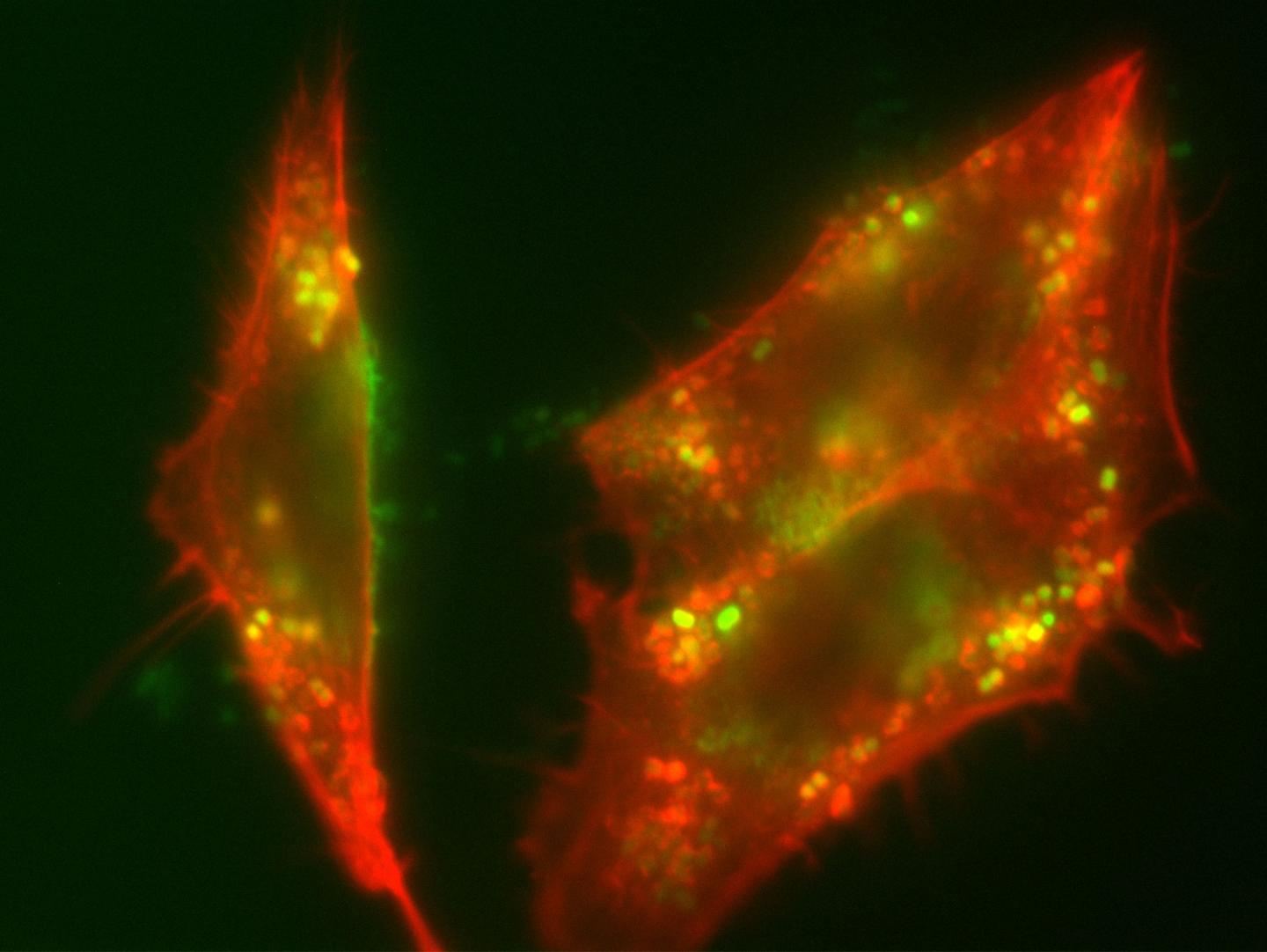 How Bacteria Promote their Own Success (2 of 5)