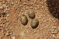 Houbara Bustard Eggs