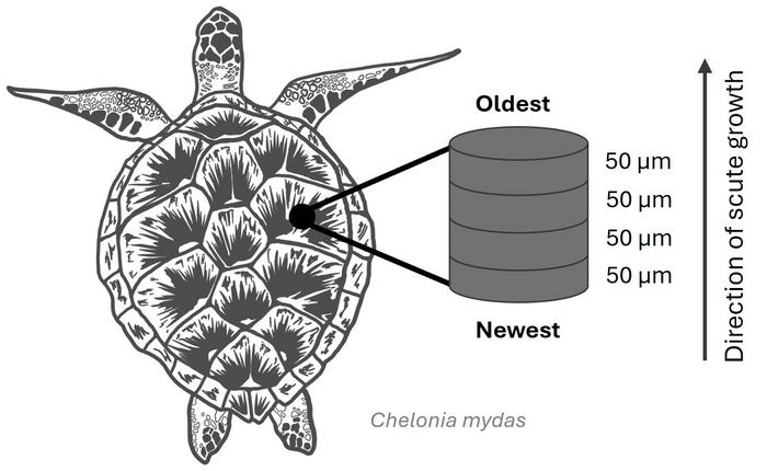 Sea turtle shells reveal hidden records of ocean change