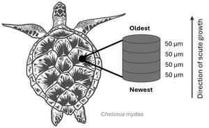 Sea turtle shells reveal hidden records of ocean change