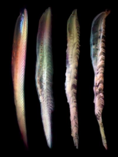 Four Rotting Fish