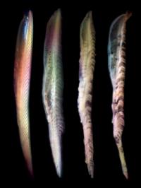 Four Rotting Fish