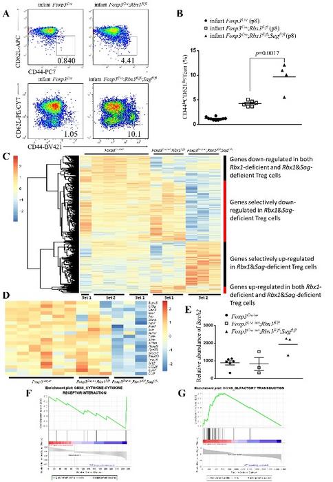 Fig. 2. Enhanced inflammation phenotype and transcription alterations caused by Rbx1&Sag-deficiency compared to Rbx1-deficiency in Treg cells