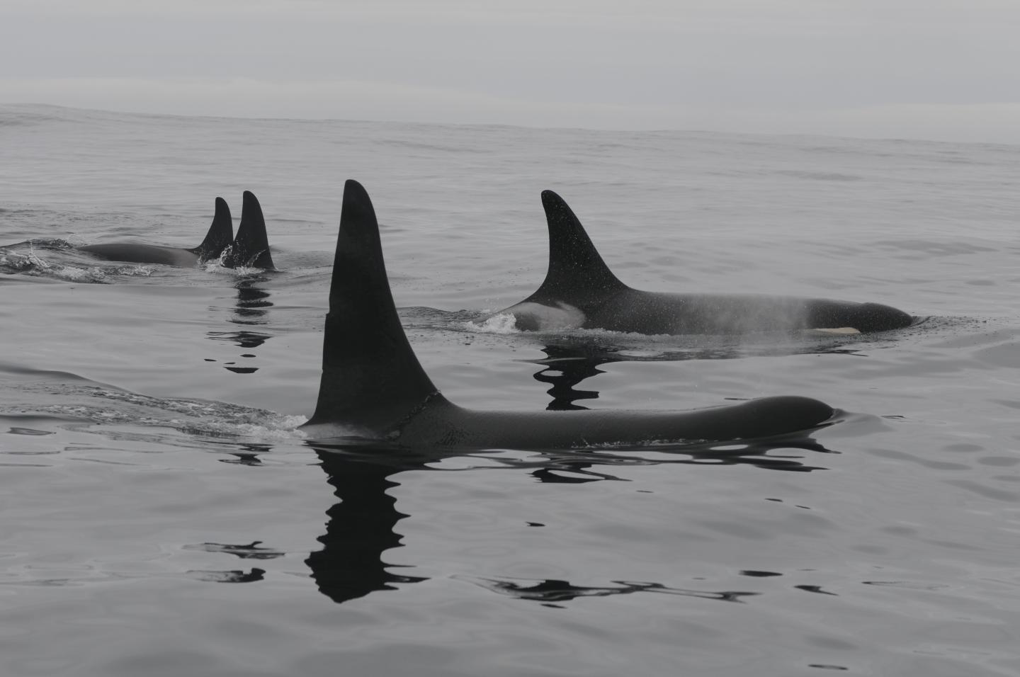 Killer Whale L41