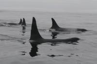 Killer Whale L41