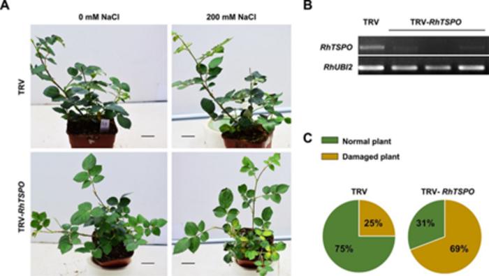 RhTSPO regulates plant tolerance to salt.