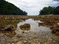 Exposed Coral Reef in Panama&#769;