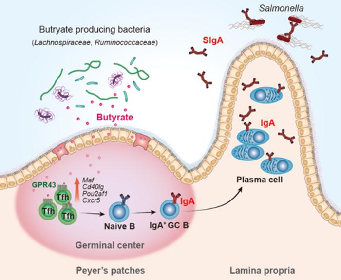 Mechanism overview of butyrate-mediated IgA production and mucosal protection