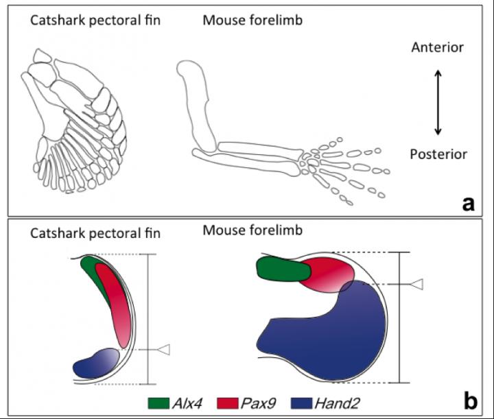 Catshark Pectoral Fin
