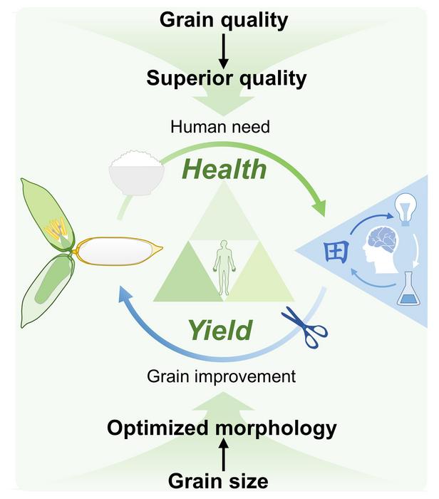 Elucidating the genetic regulation of grain size and quality provides a foundation for precision improvement toward optimized yield and human health in rice.