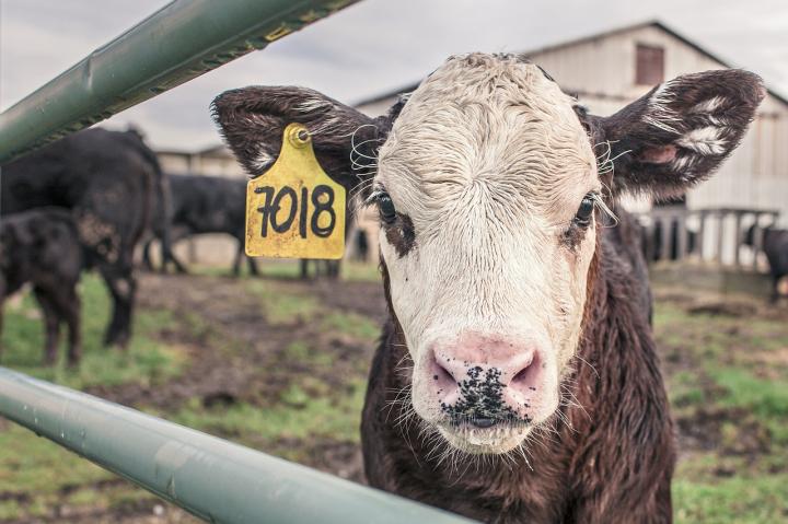 Identifying Vaccination Capacity for Future Foot-and-Mouth Outbreaks Could Reduce Culling Numbers and Costs to Industry
