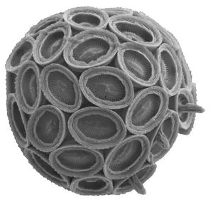 Coccolithophore - Syracosphaera mediterranea