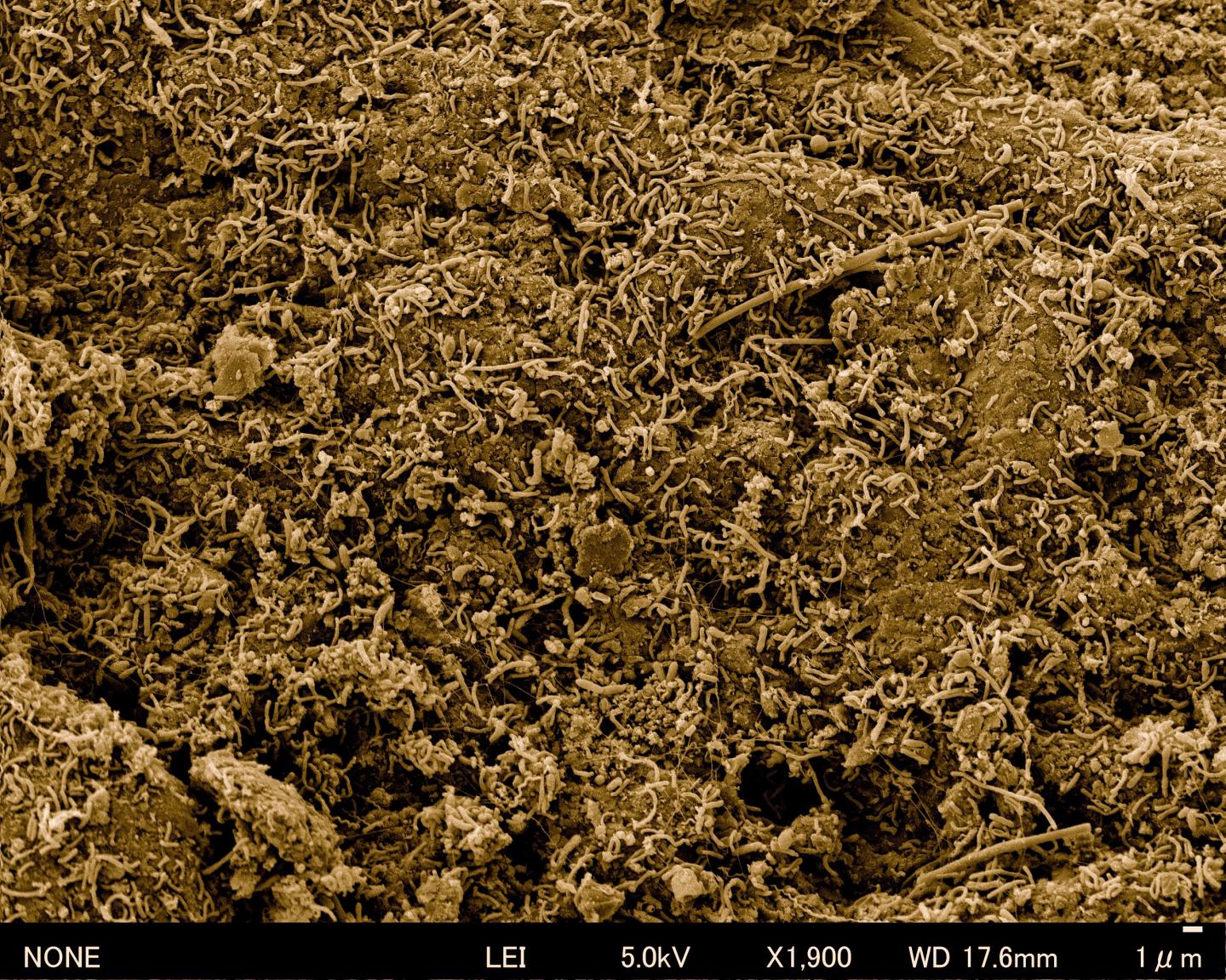 Ancient Soil Microbes Are Surviving Deep Under The Pacific Seabed (3 of 3)