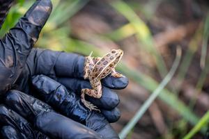 Northern leopard frog