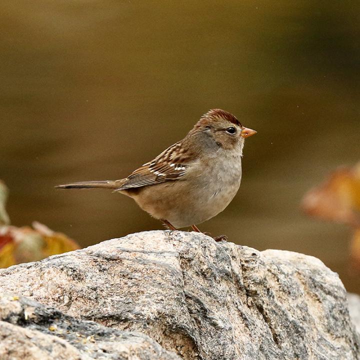 Field Sparrows