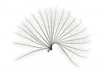Fan Removed from Middle Leg of <i>Rhagovelia</i>