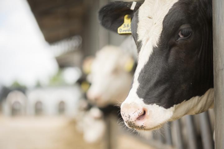 Dairy Farms Cow