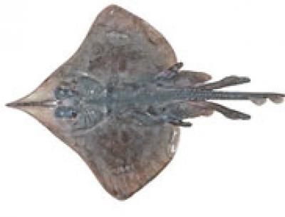 Maugean Skate
