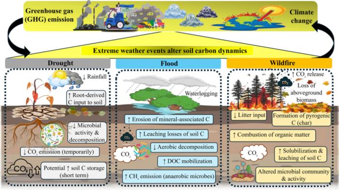 Impacts of climate change-induced extreme weather events on carbon dynamics in soil