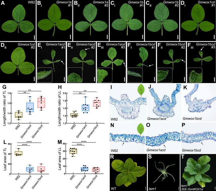 GmWOX1 regulates the mediolateral polarity of compound leaves in soybean. Fig. 2 CRISPR/Cas9-edited GmWOX1 mutants in soybean and complementation of the N. sylvestris lam1 mutant by GmWOX1.